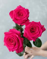 Rose hot wawe multicolor 40 A1 Rose hot wawe 40 A1 Cantiza EC buy wholesale on M-Flowers