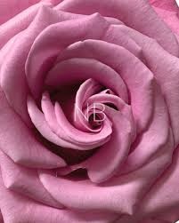 Rose Barbiecore 40 A1 Cantiza EC купить оптом на M-Flowers