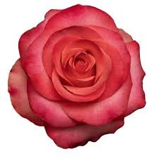 Rose Lady Amira 50 A1 Cantiza EC buy wholesale on M-Flowers