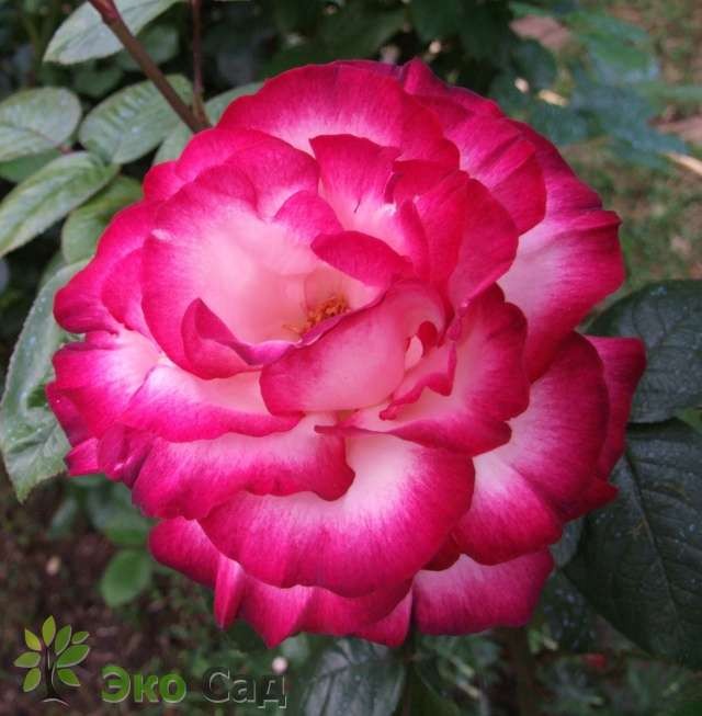 Rose Atlas 50 A1 High Connection EC buy wholesale on M-Flowers