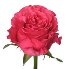 Rose Exotix Berry multicolor 80 A1 Rose Exotix Berry 80 A1 Attar Roses EC buy wholesale on M-Flowers