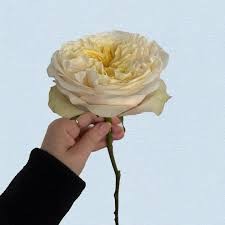 Rose cream enigma 40 A1 Cantiza EC comprar al por mayor en M-Flowers