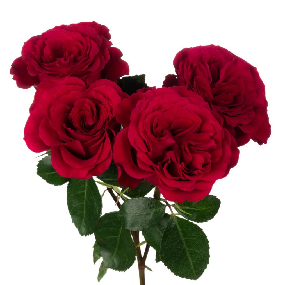 Spray roses Bellalinda Love 60 A1 M-FLOWERS EC EC comprar al por mayor en M-Flowers