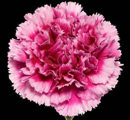 Carnation Tenderly 70 A1 Geoflora CO buy wholesale on M-Flowers