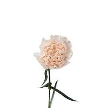 Carnation champagne cream 60 A1 Carnation champagne 60 A1 Geoflora CO buy wholesale on M-Flowers