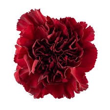 Carnation Burgundi burgundy 60 A1 Carnation Burgundi 60 A1 Geoflora CO buy wholesale on M-Flowers