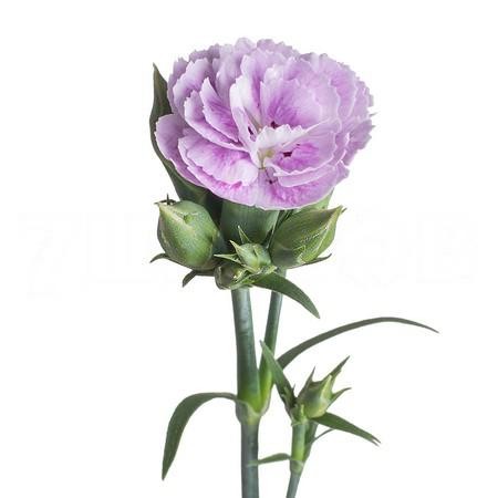 Spray Carnation Light Purple 70 A1 Geoflora CO купить оптом на M-Flowers