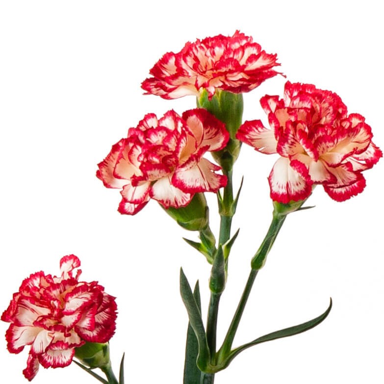 Spray Carnation bicolor 60 A1 NFC CO buy wholesale on M-Flowers