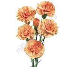 Spray Carnation orange 70 A1 Geoflora CO buy wholesale on M-Flowers