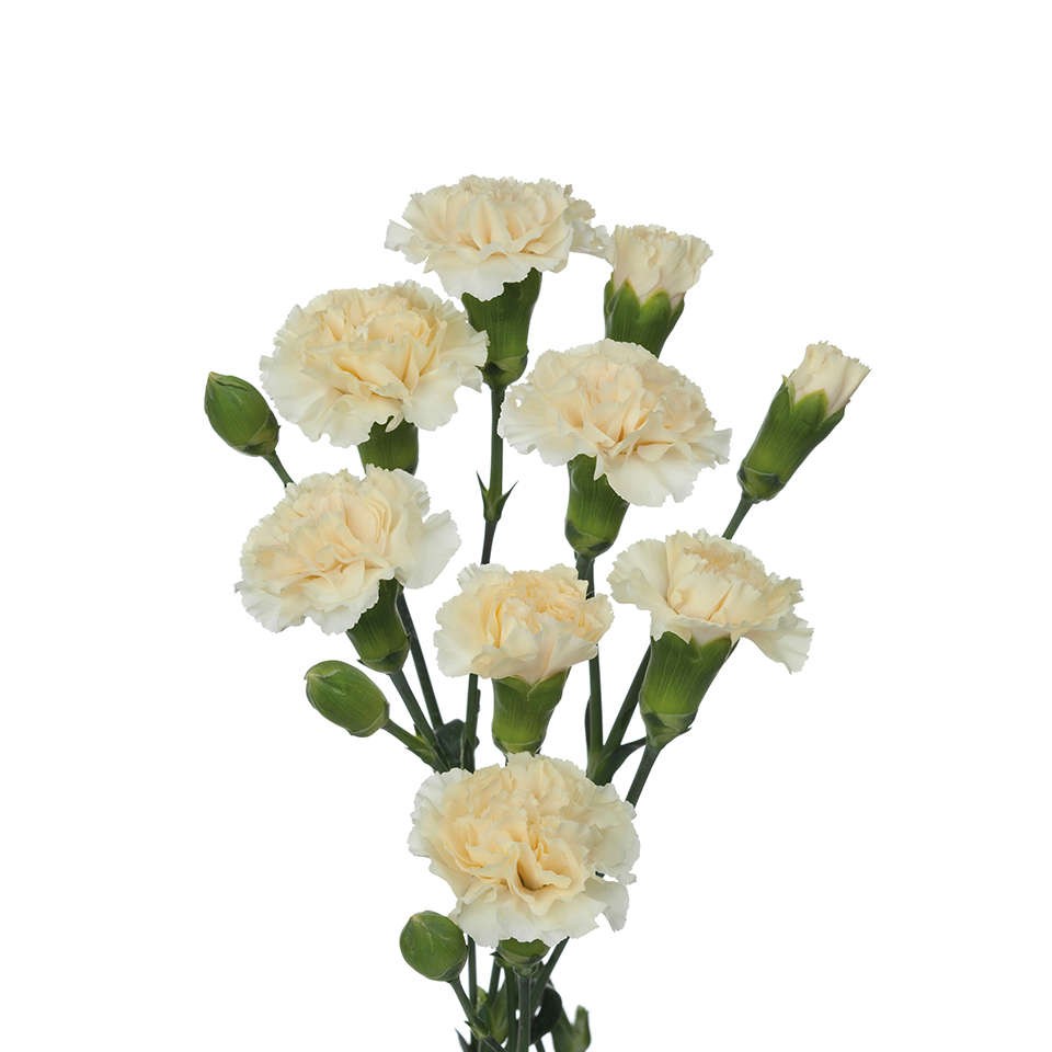 Spray Carnation cream 60 A1 NFC CO buy wholesale on M-Flowers