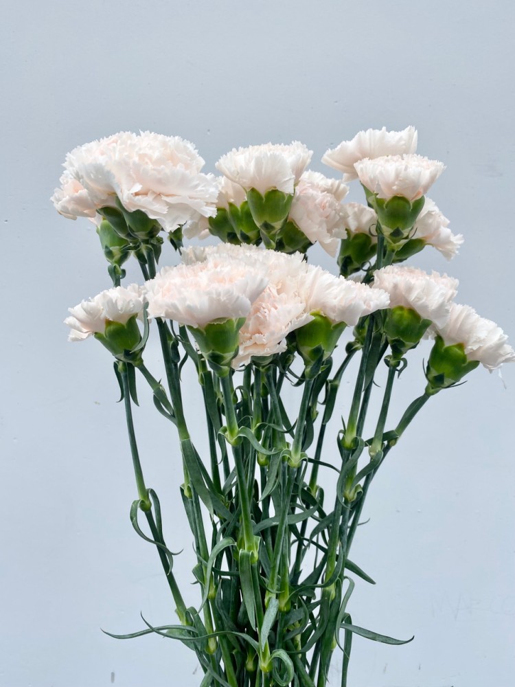 Spray Carnation Brut 60 A1 NFC CO buy wholesale on M-Flowers