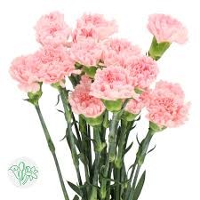 Spray Carnation Doncel 60 A1 NFC CO buy wholesale on M-Flowers