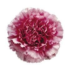 Carnation Bicolor pink 60 A1 Gaitana Farms CO купить оптом на M-Flowers