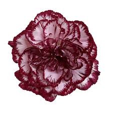 Carnation Bicolor Burgundy 60 A1 Gaitana Farms CO купить оптом на M-Flowers