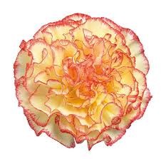 Carnation Bicolor Yellow 60 A1 Gaitana Farms CO купить оптом на M-Flowers
