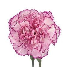 Carnation Bicolor Purple 60 A1 Gaitana Farms CO купить оптом на M-Flowers