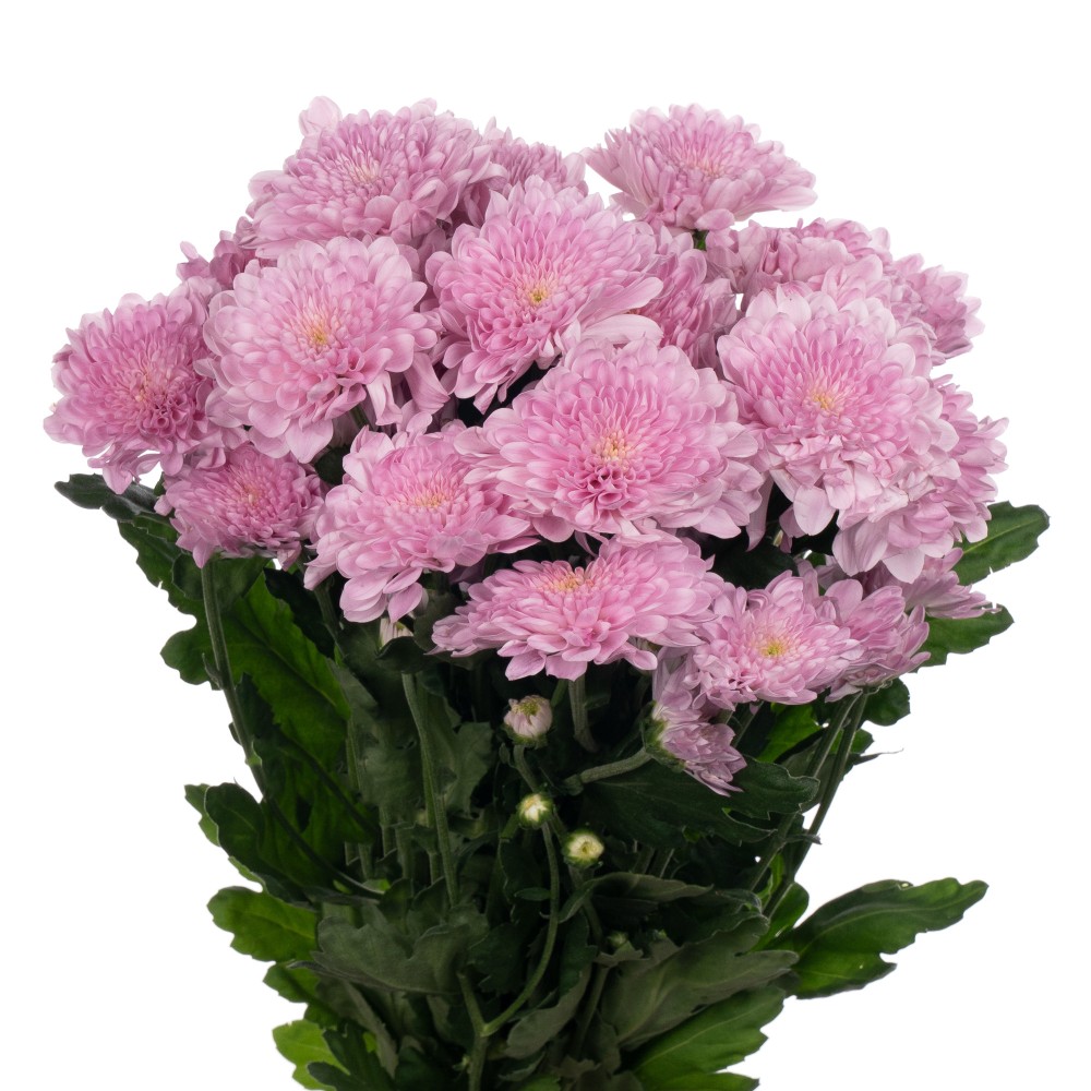 Chr t FABIENNE SWEET 70 A1 Zentoo NL buy wholesale on M-Flowers