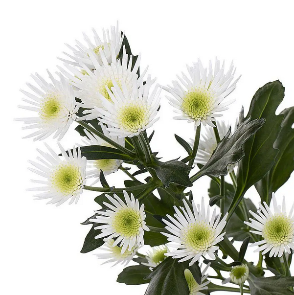 Chr San Maradona 55 A1 Vannova NL buy wholesale on M-Flowers