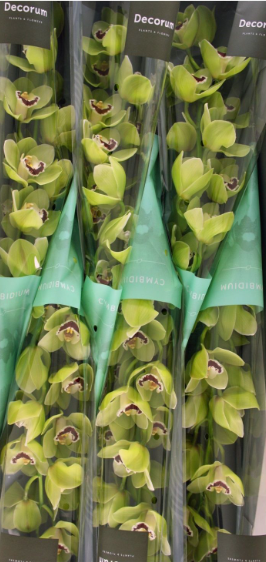 Cymb LIMONES green 80 A1 Cymb LIMONES 80 A1 Decorum NL buy wholesale on M-Flowers