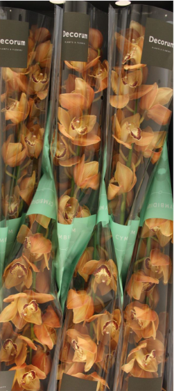 Cymb MI BR ARANCIA 80 A1 Decorum NL buy wholesale on M-Flowers