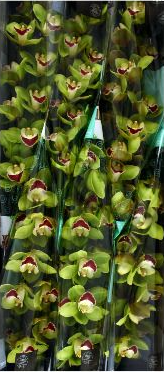 Cymb TOP SPOT 80 A1 Decorum NL buy wholesale on M-Flowers