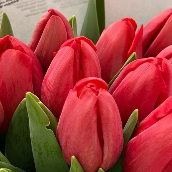Tulip En Tokyo 40 A1 Decorum NL buy wholesale on M-Flowers