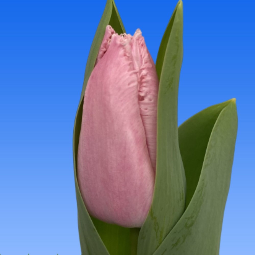 Tulip Fr Pink Schredder 40 A1 Decorum NL buy wholesale on M-Flowers