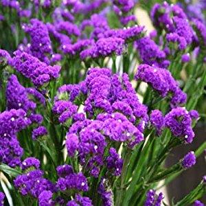 Statice Purple 70 A1 Multiflora CO buy wholesale on M-Flowers