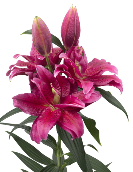 Li Or Du ROSELILY DALINDA 5+ 90 A1 Decorum NL buy wholesale on M-Flowers