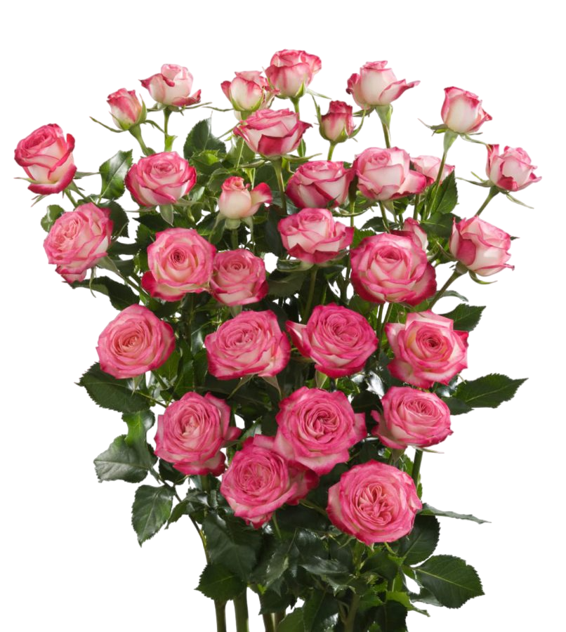 Spray roses Safina 40 A1 FRESH EXCHANGE FZCO KE buy wholesale on M-Flowers