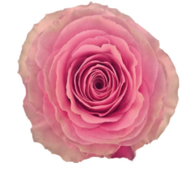 Rose SWEET SPOT multicolor 50 A1 Rose SWEET SPOT 50 A1 Latina Farms EC buy wholesale on M-Flowers
