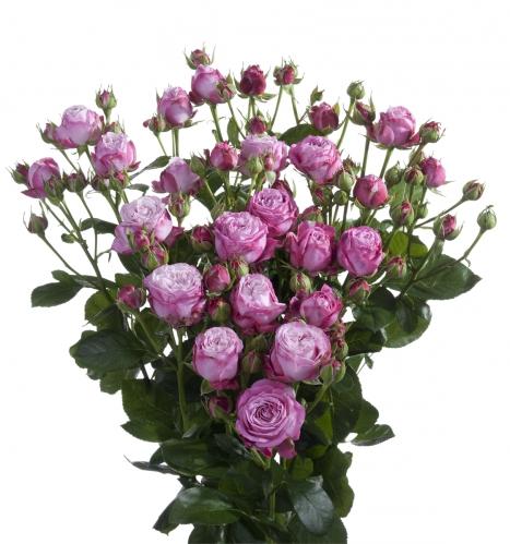 Garden Spray Rose Lady Bombastic purple 50 A1 Tambuzi Limited Kenya comprar al por mayor en M-Flowers