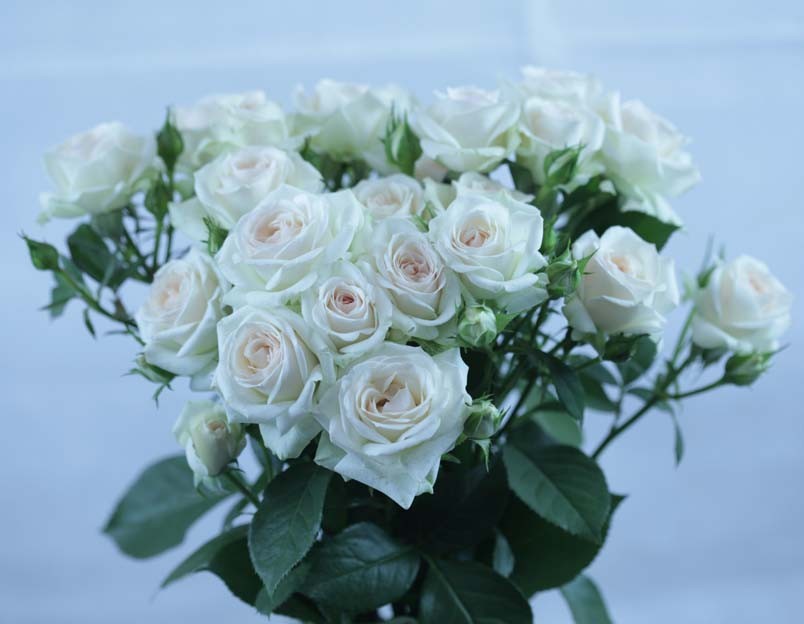 Spray roses Queen cream 40 A1 Spray roses Queen 40 A1 RED LANDS ROSES LTD KE comprar al por mayor en M-Flowers