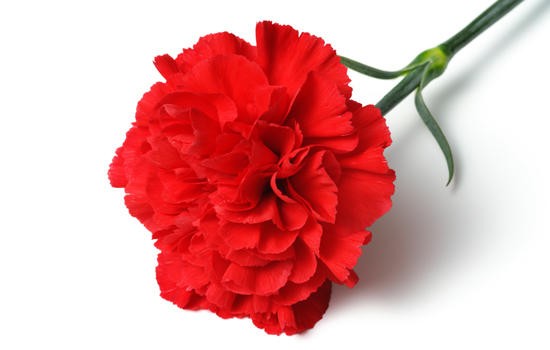 Carnation Red A red 65 A1 QUALIFERUS Russia купить оптом на M-Flowers