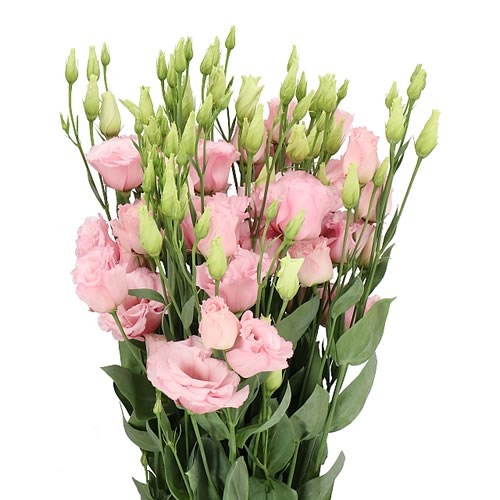 Eustoma Lisanne Soft Pink pink 72 A1 Lugt Netherlands buy wholesale on M-Flowers