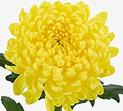 Chr G Maracuja 70 A1 Decorum NL comprar al por mayor en M-Flowers