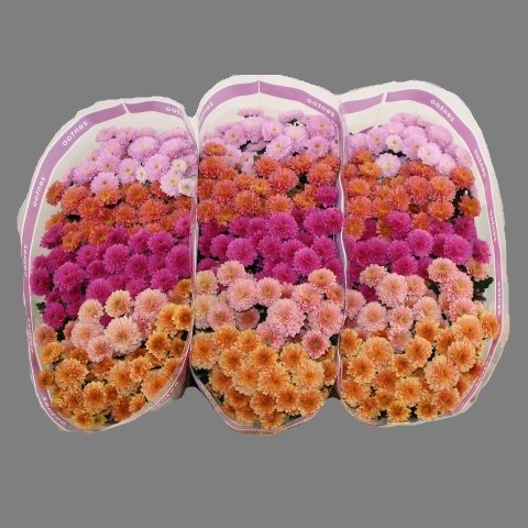 Chr San MIX MILLER 55 A1 Zentoo NL buy wholesale on M-Flowers