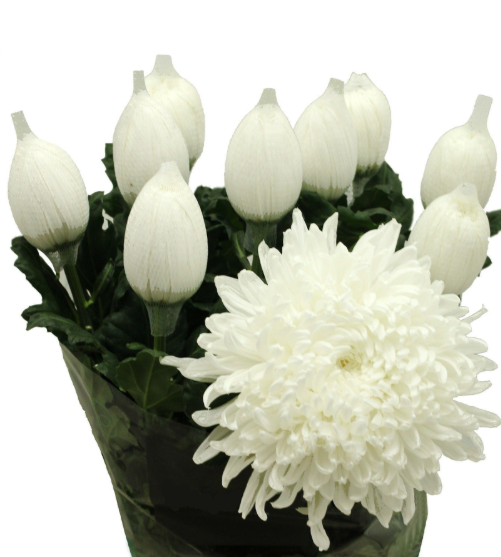 Chr G Stravina 70 A1 Vannova NL comprar al por mayor en M-Flowers