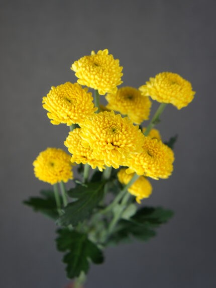 Chr G SUPERBOWL YELLOW yellow 70 A1 Chr G SUPERBOWL YELLOW 70 A1 Zentoo NL buy wholesale on M-Flowers