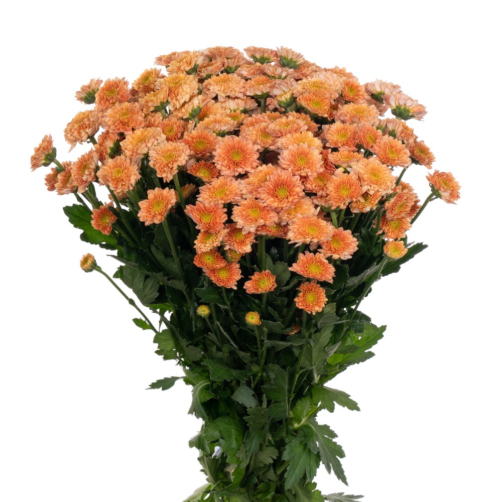 Chr San MILLER ORANGE 55 A1 Zentoo NL buy wholesale on M-Flowers