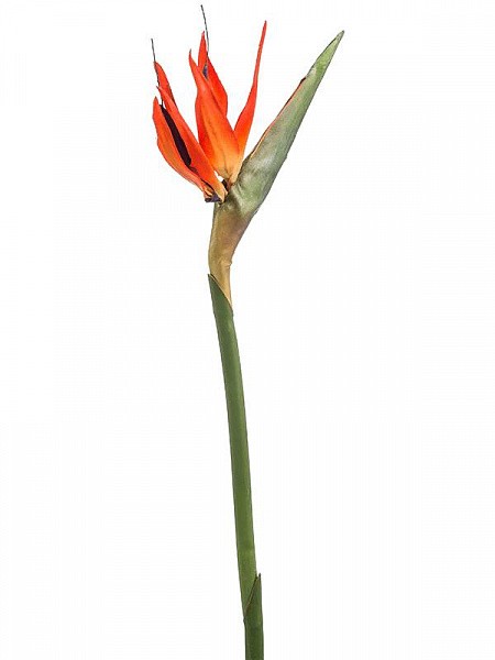 Strelitzia Strelitzia 70 A1 M-Flowers CO CO comprar al por mayor en M-Flowers