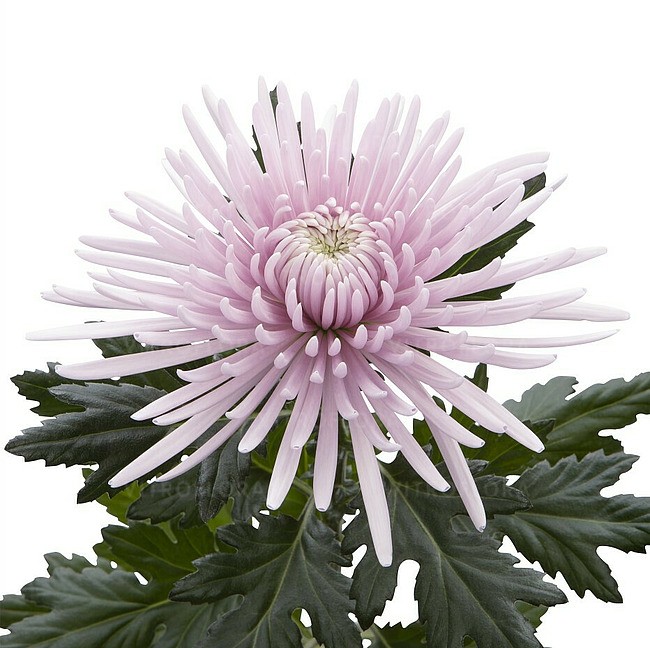 Chr G Cipria 70 A1 Decorum NL buy wholesale on M-Flowers
