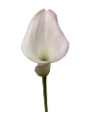 Calla SWEET ART 55 A1 Decorum NL comprar al por mayor en M-Flowers