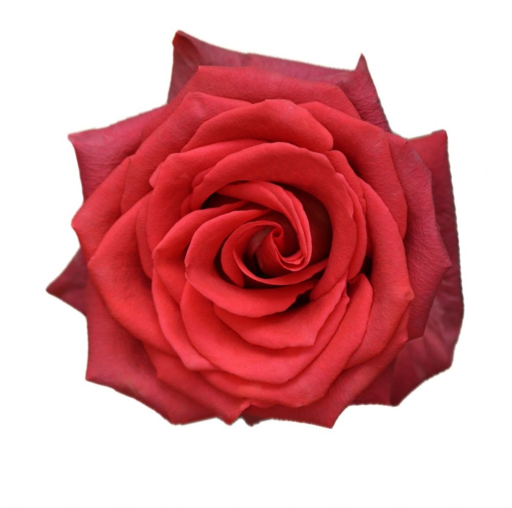 Rose Kora 60 A1 Attar Roses EC buy wholesale on M-Flowers