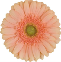 Ge Gr CARLITA 45 A1 Decorum NL buy wholesale on M-Flowers