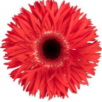 GE GS KATIE+ red 45 A1 GE GS KATIE+ 45 A1 Decorum NL купить оптом на M-Flowers