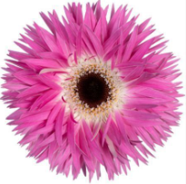 GE GS STITCH 45 A1 Decorum NL buy wholesale on M-Flowers