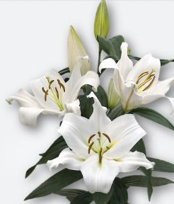 Li Ot ZAMBESI 3+ 90 A1 Qualily NL buy wholesale on M-Flowers