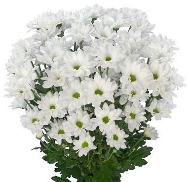 Chr t CAROLINE 70 A1 Zentoo NL buy wholesale on M-Flowers