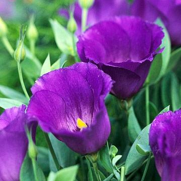 Eustoma Purple purple 70 A1 QUALIFERUS Russia buy wholesale on M-Flowers